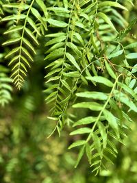 plant
