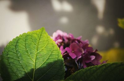 Close-up of pink flowers