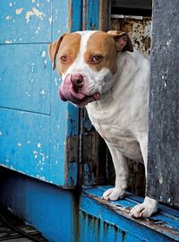 Close-up portrait of dog