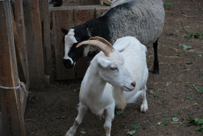 Sheep standing in a field