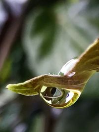 Close-up of plant