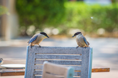 Close-up of birds perching on wooden chair