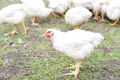 View of a bird on field