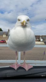 Close-up of seagull
