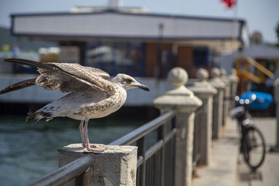 Seagull perching on railing