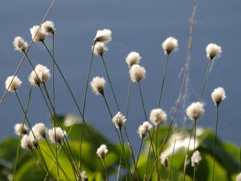 Close-up of white flowering plants on field