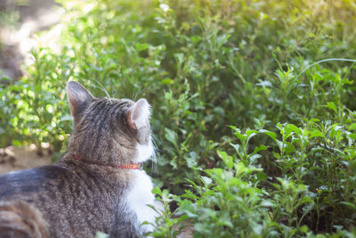 Close-up of a cat looking away