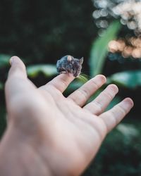 Close-up of hand holding leaf