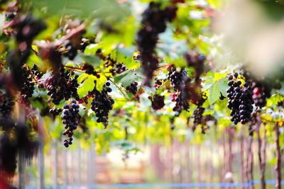 Close-up of berries growing on tree