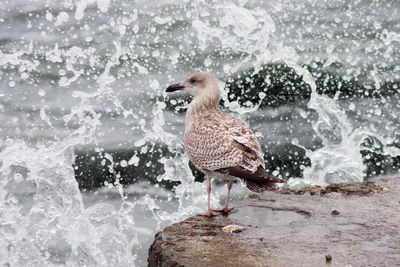 View of birds in water