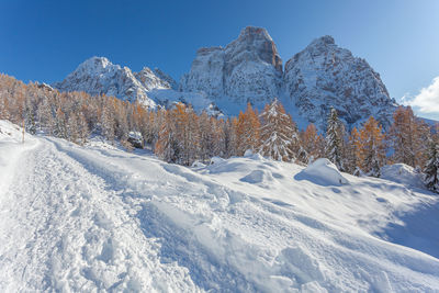 Snowy path with mount pelmo northern side and larch forest in the background, dolomites, italy