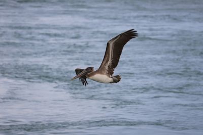 Brown pelican in flight over water