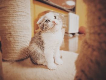 Cat looking away
