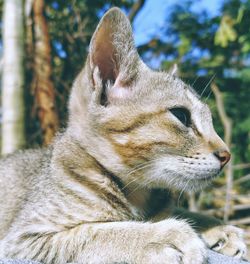 Close-up of a cat looking away