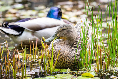 Ducks in a lake