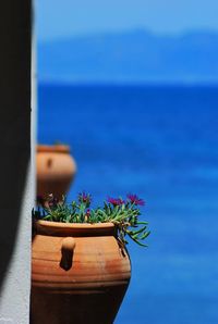 Plant growing on wooden wall