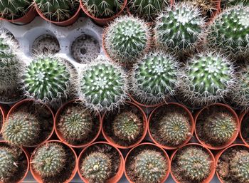 Full frame shot of succulent plants