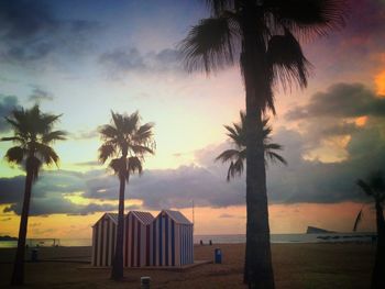 Palm trees on beach