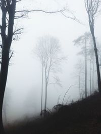 Bare trees in foggy weather