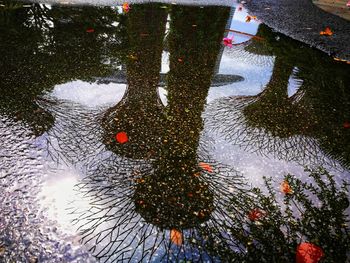 Reflection of tree in puddle during rainy season