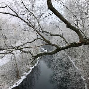 Bare tree by lake during winter