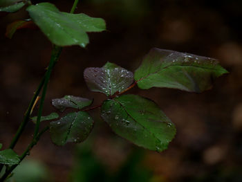 Close-up of raindrops on leaves