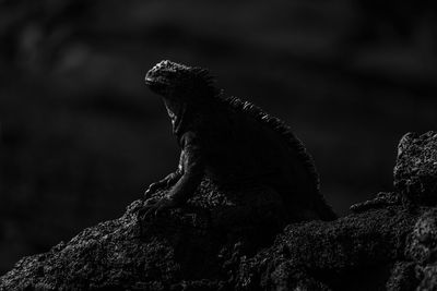 Mono marine iguana perched on black rock