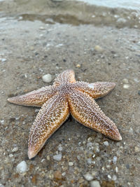 starfish