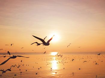 Silhouette birds flying over sea against orange sky