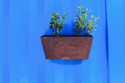 Close-up of potted plant against blue wall