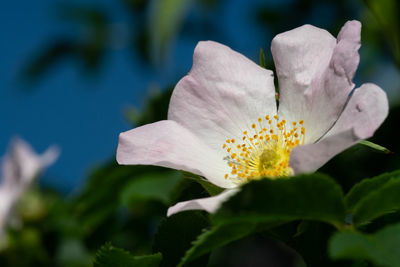 Close-up of white flowering plant