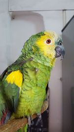 Close-up of parrot perching 