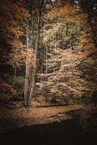 Trees growing in forest during autumn