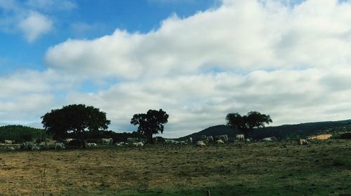 Scenic view of grassy field against cloudy sky