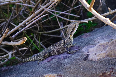 Close-up of lizard