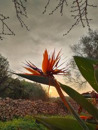 Close-up of orange flowering plant against sky