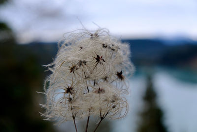 Close-up of spider on flower