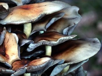 Close-up of mushrooms