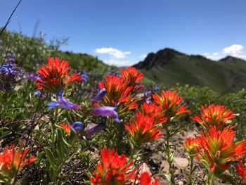Close-up of red flowering plants on field against sky