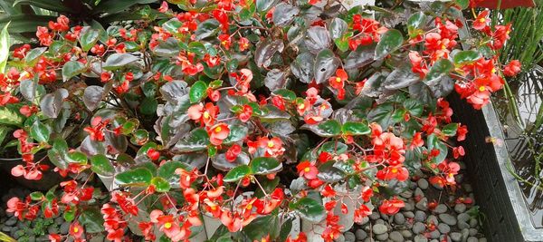 Red flowers blooming outdoors