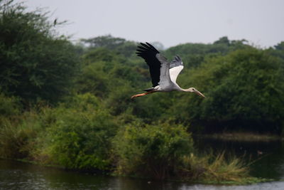 Bird flying over lake