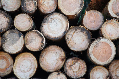 Cross section of many piled logs