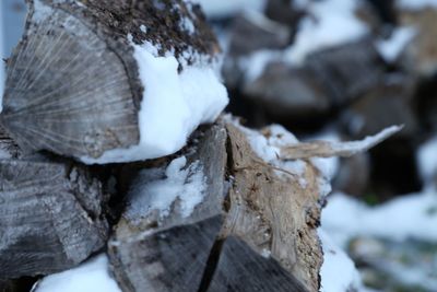 Close-up of snow on log