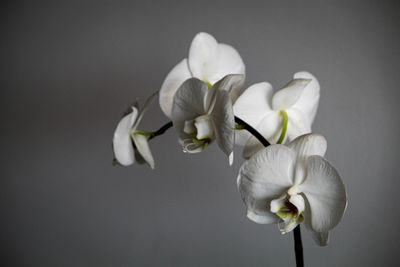 Close-up of white orchid