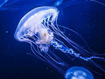 Jellyfish swimming in sea