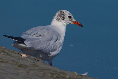 Close-up of seagull perching on rock against sky