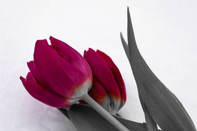 Close-up of flower over white background