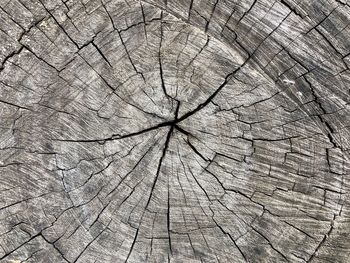 Full frame shot of tree stump