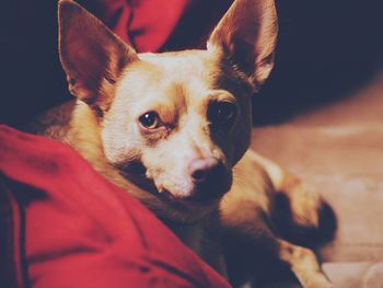 Close-up portrait of a dog