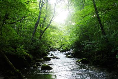 Stream flowing amidst trees in forest